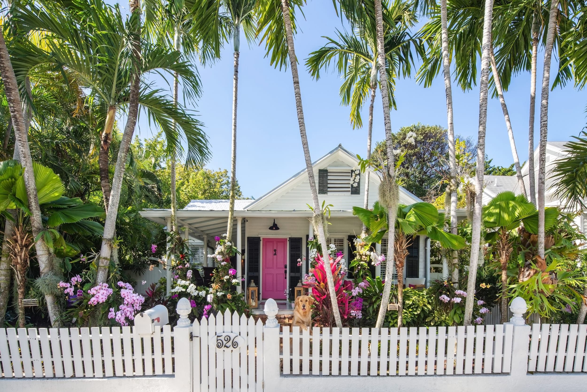 Orchid House With Dog